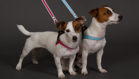 光に反射する使いやすい小型犬用リード｜Tre Ponti トレ・ポンティ｜犬グッズ通販HAU