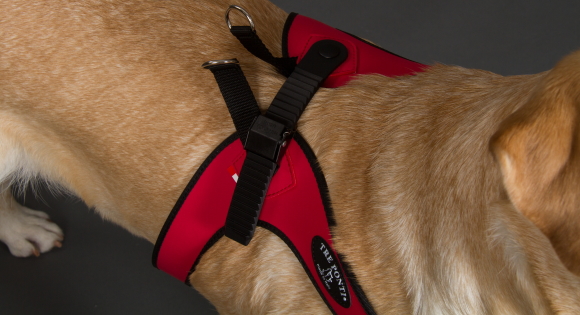 着脱簡単、サイズ調整簡単な中・大型犬用ハーネス｜Sporza Tre Ponti｜犬グッズ通販HAU
