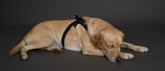 動きやすいおすすめの犬用ハーネス｜sporza｜犬グッズ通販HAU