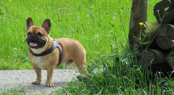 サイズ調整が簡単でどんな体型でもフィットしやすいハーネスです｜Sporza｜犬グッズ通販HAU