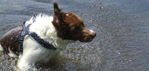 水が染みこみにくい、雨の日や海・川遊びにおすすめのハーネス｜Tre Ponti｜犬グッズ通販HAU