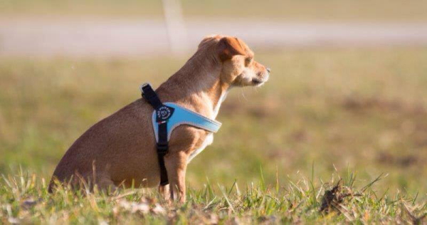 シンプルでおしゃれなデザインの犬用ハーネス｜Fibbia アジャスタブルタイプ Tre Ponti トレ・ポンティ｜犬グッズ通販HAU