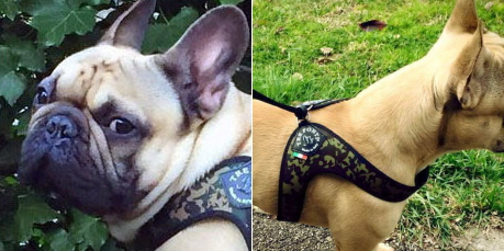 イタリア製のおすすめ超小型犬・小型犬用ハーネス| Tre Ponti トレ・ポンティ|犬グッズ通販HAU