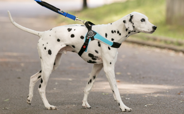 中型犬・大型犬用ハーネス Brio ブリオ Tre Ponti トレ・ポンティ｜胴回り部分はサイズを調節可能｜犬グッズ通販HAU