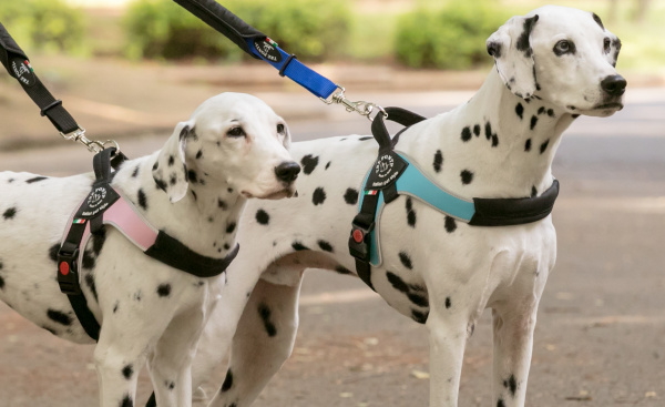 レッド、ブラック、ライトブルー、ピンク｜中型犬・大型犬用ハーネス Brio ブリオ Tre Ponti トレ・ポンティ｜犬グッズ通販HAU