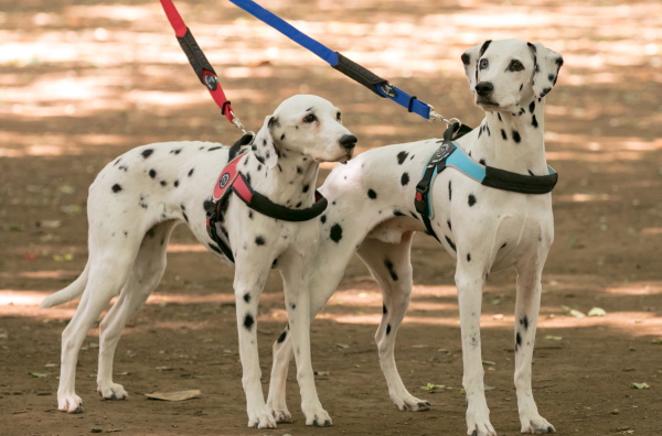 PrimoとBrioの違い｜中型犬・大型犬用ハーネス Brio ブリオ Tre Ponti トレ・ポンティ｜犬グッズ通販HAU