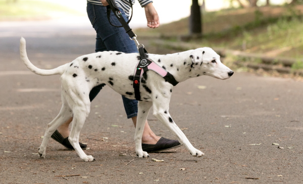 ダブルセーフティーハンドルリーシュ｜中型犬・大型犬用ハーネス Brio ブリオ Tre Ponti トレ・ポンティ｜犬グッズ通販HAU