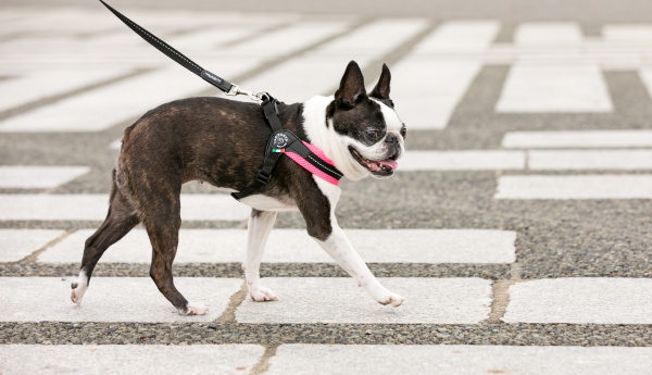 やわらかくて快適なイタリア製小型犬用ハーネス｜Fibbia ソフトメッシュアジャスタブル Tre Ponti トレ・ポンティ｜犬グッズ通販HAU