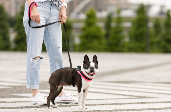 愛犬とおそろいの小型犬用リード｜ソフトメッシュリーシュ  トレ・ポンティ Tre Ponti｜犬グッズ通販HAU