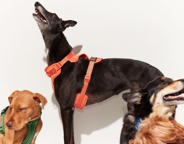 ヨンダードッグ ドッグハーネス Yonder.dog｜愛犬の首回り（首の根元辺り）および胴回り（腹部の最も太い部分）を測定｜犬グッズ通販HAU