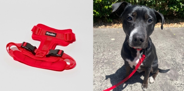 レッド ヨンダードッグ ドッグハーネス Yonder.dog｜やわらかいネオプレン素材の犬用胴輪｜犬グッズ通販HAU